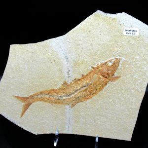 Genuine Jurassic Age Solnhofen Limestone Fish Fossils for Sale from Germany #11