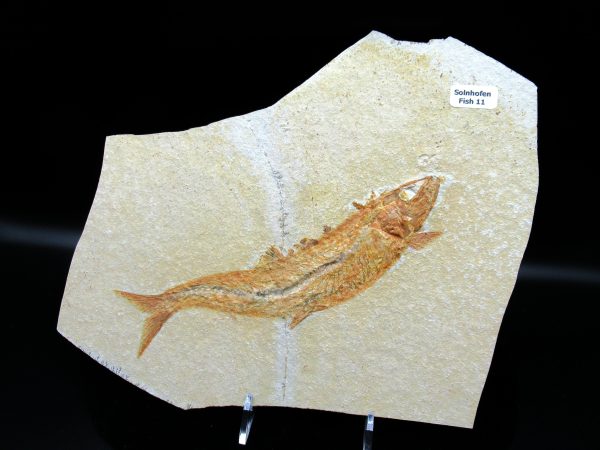 Genuine Jurassic Age Solnhofen Limestone Fish Fossils for Sale from Germany #11