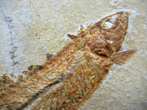 Genuine Jurassic Age Solnhofen Limestone Fish Fossils for Sale from Germany #11b