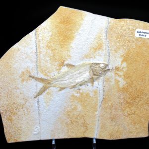 Genuine Jurassic Age Solnhofen Limestone Fish Fossils for Sale from Germany #9