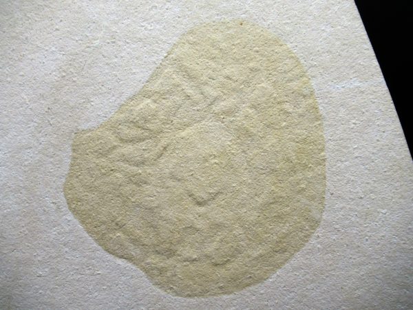 Genuine Jurassic Age Solnhofen Limestone Jellyfish Fossils for Sale from Germany #7a