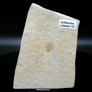 Genuine Jurassic Age Solnhofen Limestone Lobster Fossils for Sale from Germany #51