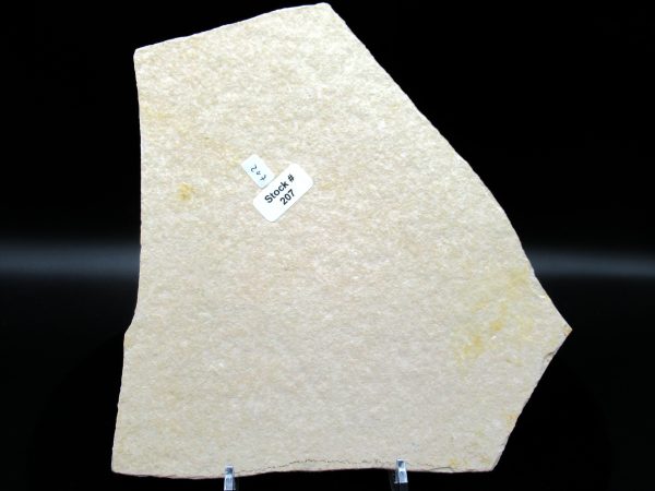 Genuine Jurassic Age Solnhofen Limestone Lobster Fossils for Sale from Germany #53b