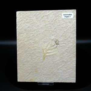 Genuine Jurassic Age Solnhofen Limestone Plant Fossils for Sale from Germany #7