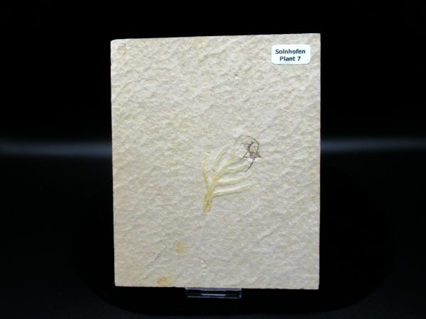 Genuine Jurassic Age Solnhofen Limestone Plant Fossils for Sale from Germany #7