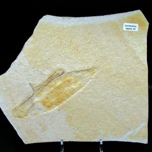 Genuine Jurassic Age Solnhofen Limestone Squid Fossils for Sale from Germany #10