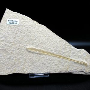 Genuine Jurassic Age Solnhofen Limestone Squid Fossils for Sale from Germany #11