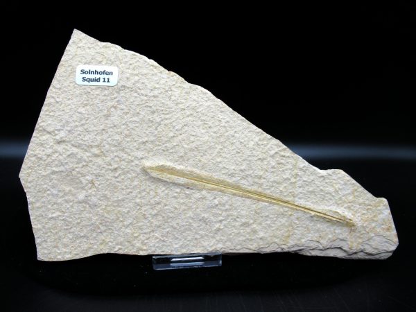 Genuine Jurassic Age Solnhofen Limestone Squid Fossils for Sale from Germany #11