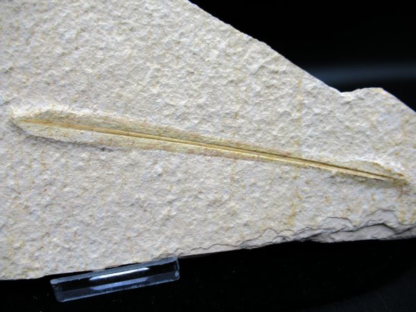 Genuine Jurassic Age Solnhofen Limestone Squid Fossils for Sale from Germany #11a