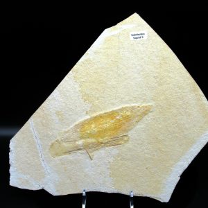 Genuine Jurassic Age Solnhofen Limestone Squid Fossils for Sale from Germany #9