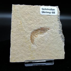 Genuine Jurassic Age Solnhofen Shrimp Fossils for Sale from Germany #68