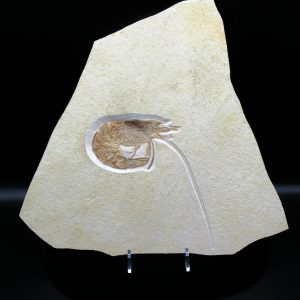 Genuine Jurassic Age Solnhofen Shrimp Fossils for Sale from Germany #69