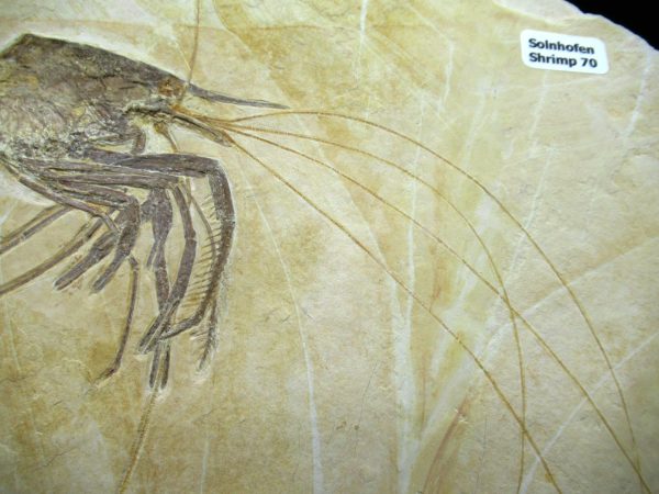 Genuine Jurassic Age Solnhofen Shrimp Fossils for Sale from Germany #70b