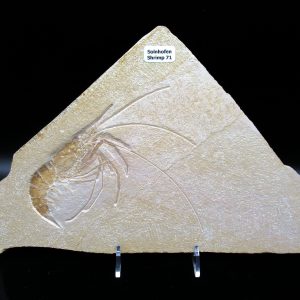 Genuine Jurassic Age Solnhofen Shrimp Fossils for Sale from Germany #71