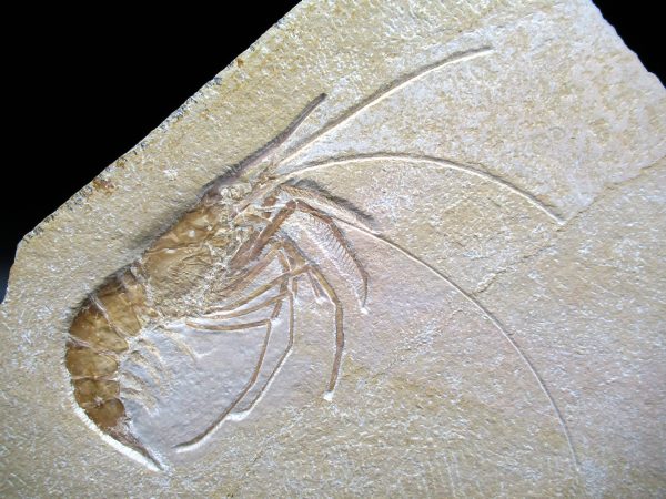 Genuine Jurassic Age Solnhofen Shrimp Fossils for Sale from Germany #71a