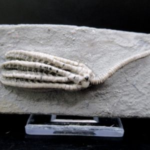 General Mississippian Age Crawfordsville Crinoid Fossils From Indiana For Sale #105