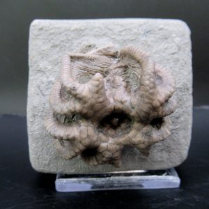 General Mississippian Age Crawfordsville Crinoid Fossils From Indiana For Sale #106