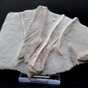 General Mississippian Age Crawfordsville Crinoid Fossils From Indiana For Sale #108