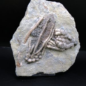 General Mississippian Age Crawfordsville Crinoid Fossils From Indiana For Sale #110