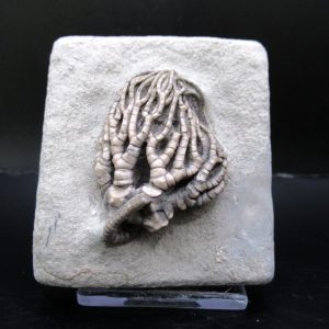 General Mississippian Age Crawfordsville Crinoid Fossils From Indiana For Sale #111