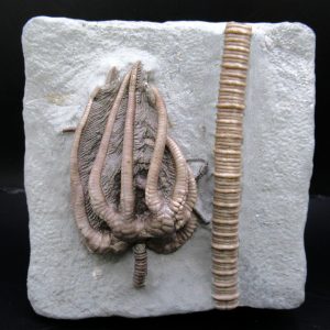 General Mississippian Age Crawfordsville Crinoid Fossils From Indiana For Sale #117