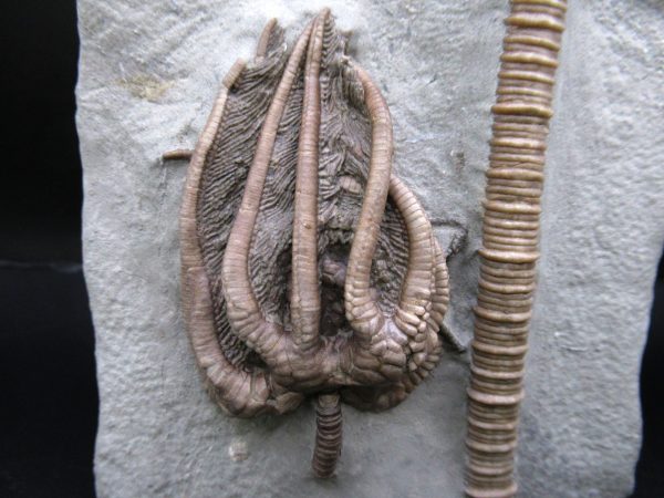 General Mississippian Age Crawfordsville Crinoid Fossils From Indiana For Sale #117a