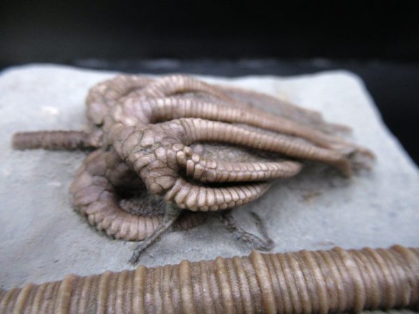General Mississippian Age Crawfordsville Crinoid Fossils From Indiana For Sale #117b
