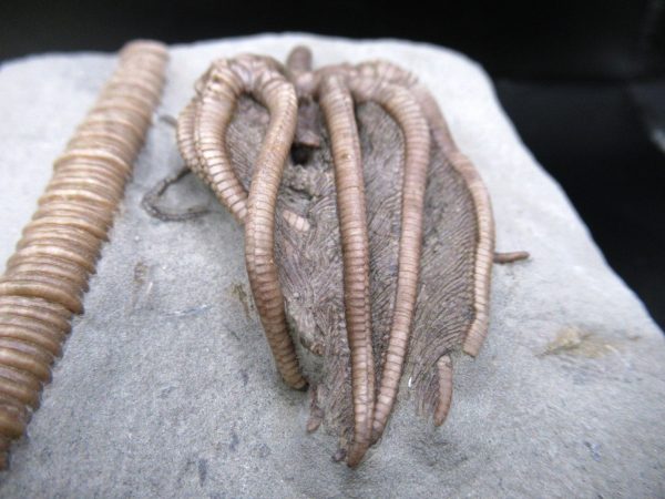 General Mississippian Age Crawfordsville Crinoid Fossils From Indiana For Sale #117c