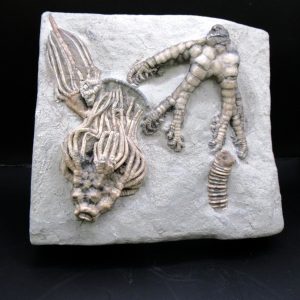 General Mississippian Age Crawfordsville Crinoid Fossils From Indiana For Sale #119