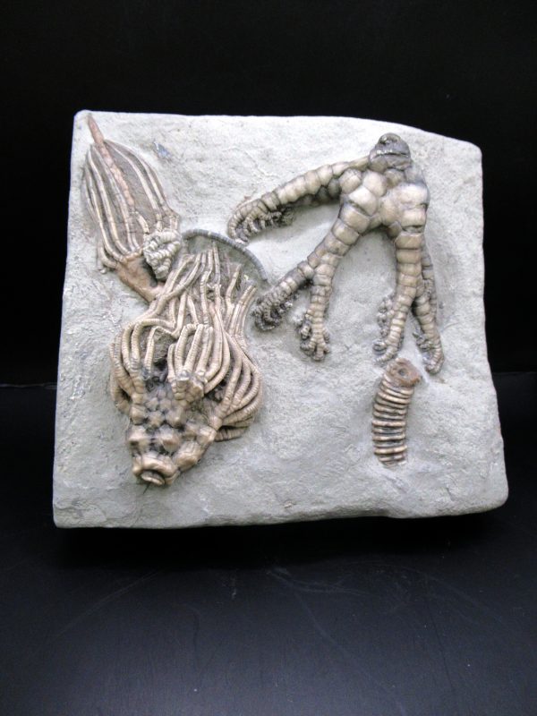 General Mississippian Age Crawfordsville Crinoid Fossils From Indiana For Sale #119