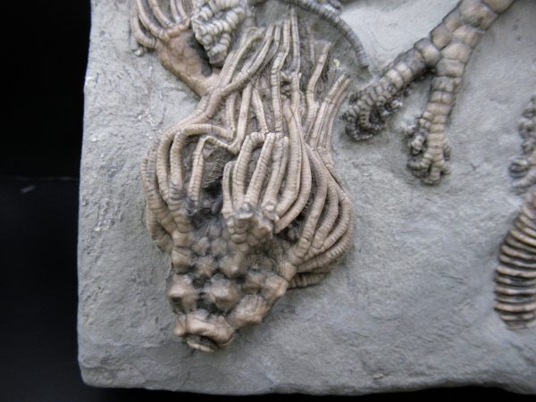 General Mississippian Age Crawfordsville Crinoid Fossils From Indiana For Sale #119a