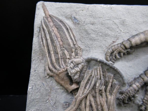 General Mississippian Age Crawfordsville Crinoid Fossils From Indiana For Sale #119c