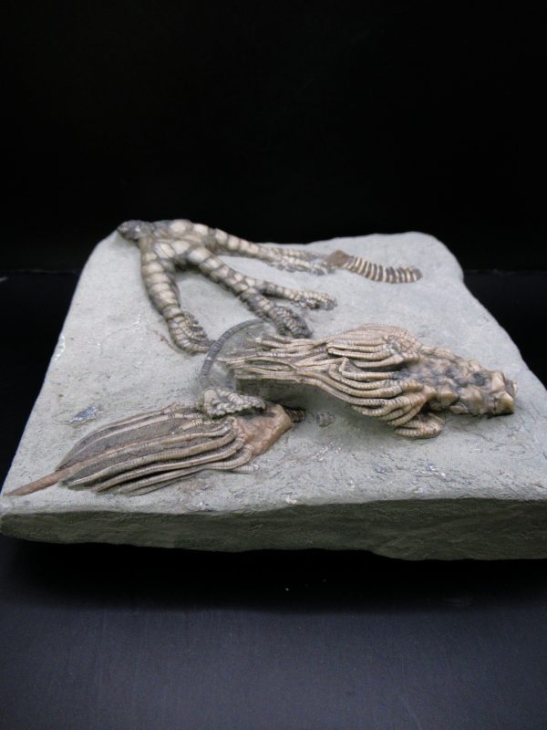 General Mississippian Age Crawfordsville Crinoid Fossils From Indiana For Sale #119d