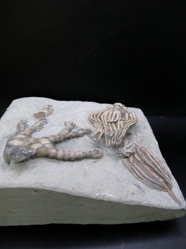 General Mississippian Age Crawfordsville Crinoid Fossils From Indiana For Sale #119e
