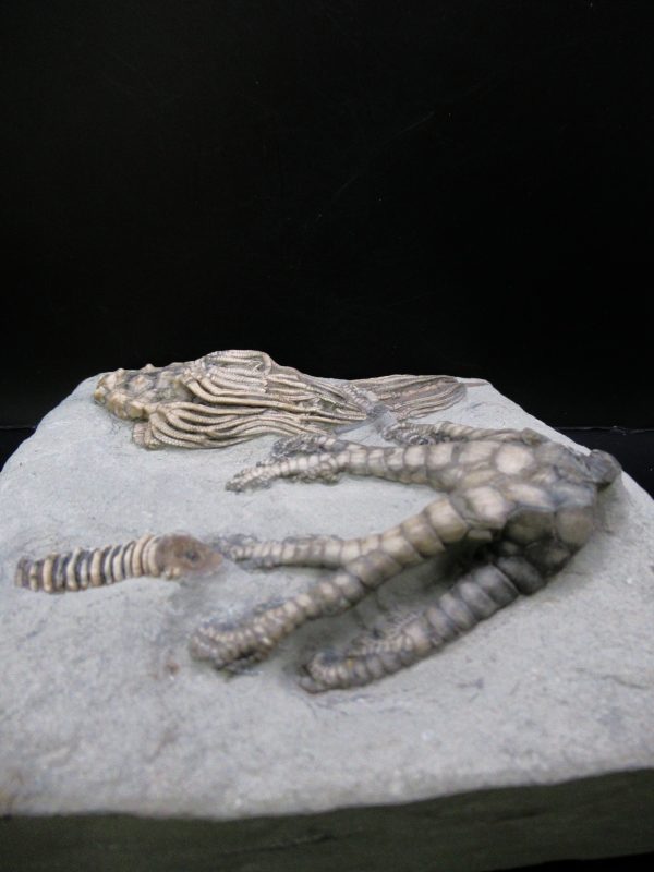 General Mississippian Age Crawfordsville Crinoid Fossils From Indiana For Sale #119f