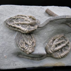 General Mississippian Age Crawfordsville Crinoid Fossils From Indiana For Sale #120