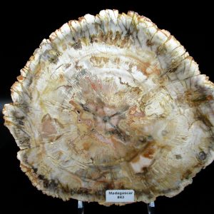 Genuine Triassic Age Araucaria Petrified Wood Fossils for Sale from Madagascar #43