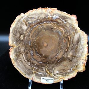 Genuine Triassic Age Araucaria Petrified Wood Fossils for Sale from Madagascar #44