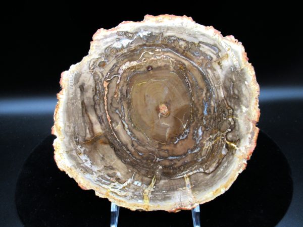 Genuine Triassic Age Araucaria Petrified Wood Fossils for Sale from Madagascar #44a