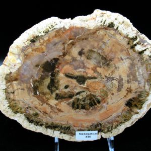 Genuine Triassic Age Araucaria Petrified Wood Fossils for Sale from Madagascar #46