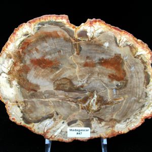 Genuine Triassic Age Araucaria Petrified Wood Fossils for Sale from Madagascar #47