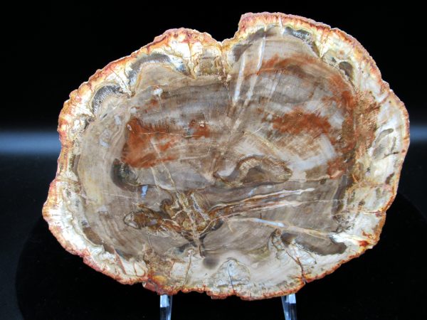 Genuine Triassic Age Araucaria Petrified Wood Fossils for Sale from Madagascar #47a