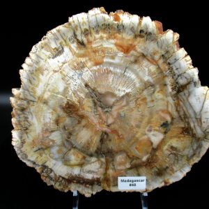 Genuine Triassic Age Araucaria Petrified Wood Fossils for Sale from Madagascar #48