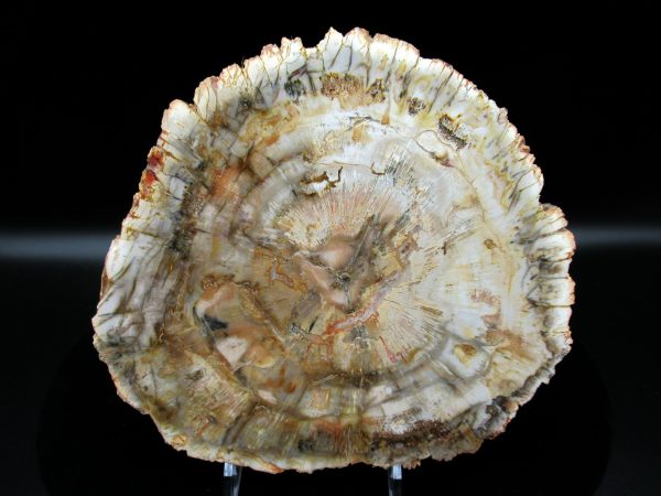 Genuine Triassic Age Araucaria Petrified Wood Fossils for Sale from Madagascar #48a