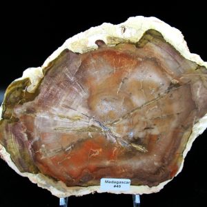 Genuine Triassic Age Araucaria Petrified Wood Fossils for Sale from Madagascar #49