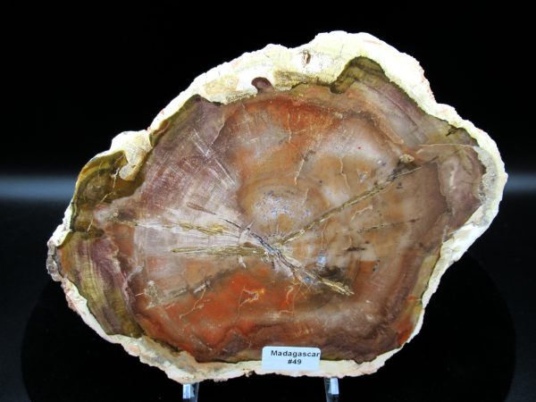 Genuine Triassic Age Araucaria Petrified Wood Fossils for Sale from Madagascar #49