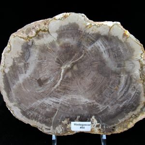 Genuine Triassic Age Araucaria Petrified Wood Fossils for Sale from Madagascar #50