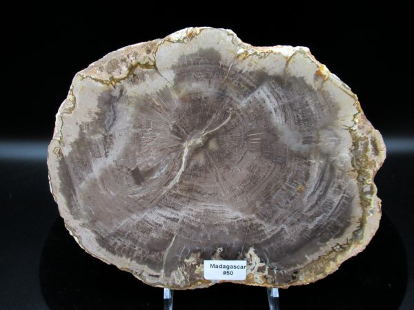 Genuine Triassic Age Araucaria Petrified Wood Fossils for Sale from Madagascar #50