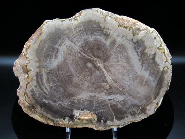 Genuine Triassic Age Araucaria Petrified Wood Fossils for Sale from Madagascar #50a