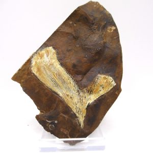 Genuine Paleocene Ginko Leaf Fossil for Sale from N. Dakota #64